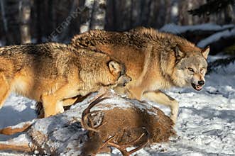 Grey Wolves Canis lupus Conflict Over White-Tail Deer Carcass Winter