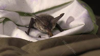 Little bat eating insect