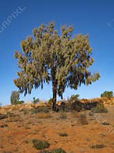 Desert Oak Tree on red sand dune in Central Australia