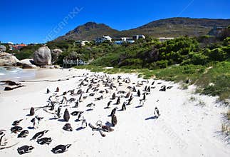Penguins at Boulders Beach. South Africa.