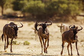 Blue wildebeest in Kgalagadi transfrontier park, South Africa