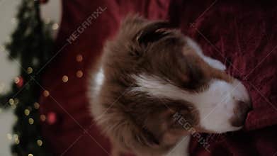 Australian Shepherd puppy red tricolor in New Year decorations.