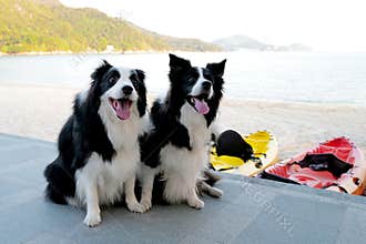 Two lovely black and white mammal animal dog border collie, lying near the beach