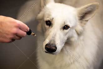 Dog licking a CBD oil dropper