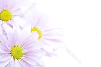 Flowers border