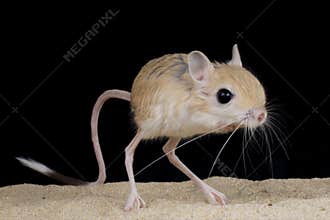 Jerboa