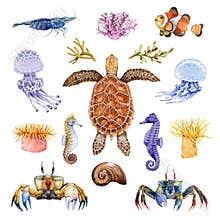 Sea life animals watercolor set. Hand drawn turtle, crab, coral fish, seahorse, jellyfish illustrations. Bright coral