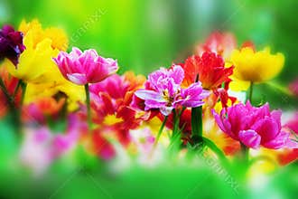 Colorful flowers in spring garden