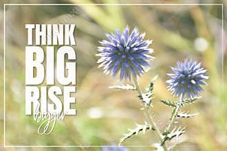 Think big, rise bigger. Blue mountain flower in forest, macro photography