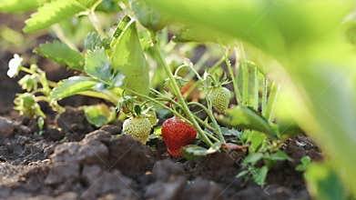 Strawberry field in spring with young green shoots and red strawberry. Vinyl house of Strawberry fruit. Strawberries on