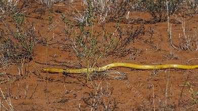 Cape cobra in Kgalagadi transfrontier park, South Africa