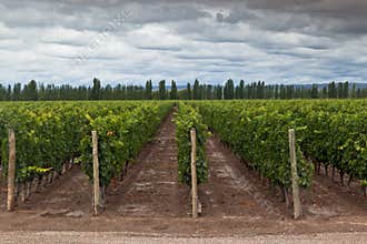 Vineyard in Mendoza Argentina