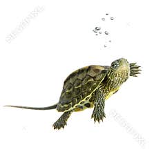 Turtle - OCADIA SINENSIS