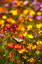 Eastern Tiger Swallowtail Butterfly on Wildflowers