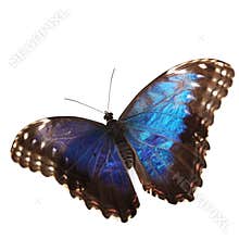 Blue morpho isolated