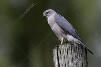 Fiji Goshawk, Accipiter rufitorques