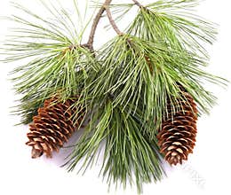 Pine Tree Branch And Cones