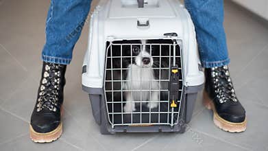 A woman is holding a travel cage with a dog inside. Holidays with a pet. Papillon dog butterfly.