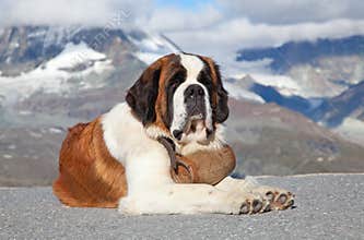 St. Bernard Dog