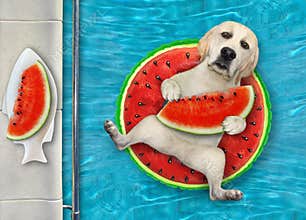 Dog in pool on watermelon circle 2