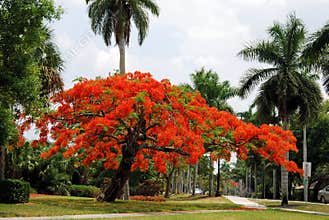 Royal Poinciana Tree
