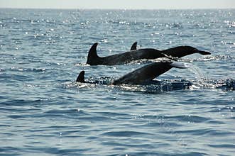 Dolphins in the Azores