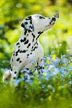 Dalmatian puppy in a forget me not meadow