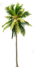 Cut out palm tree. Beach tree.