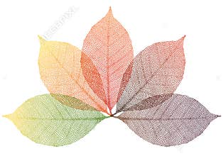 Autumn leaves, vector