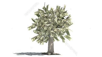 Growing money tree
