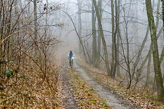 Mountain biker riding in the forrest
