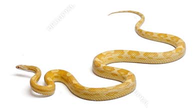 Butter mothley Corn Snake or Red Rat Snake