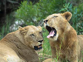 Majestic Lion and lioness in the african savanna. A couple of lions are resting in the grass. Seen at game drive in Africa.