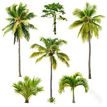 Set of palm trees isolated on white background