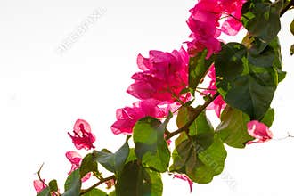 Blooming bougainvillea flowers, photo under the sun, white background, space for text