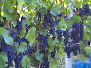 Wine grapes