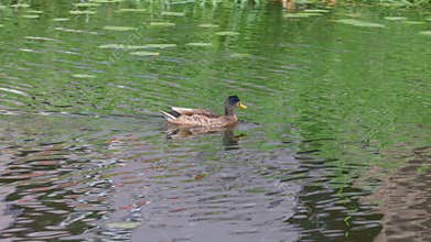 Close-up view of a duck floating in river. Birds concept. Beautiful backgrounds of nature.