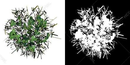 Top view of Plant Grass 7 Tree png with alpha channel to cutout made with 3D render