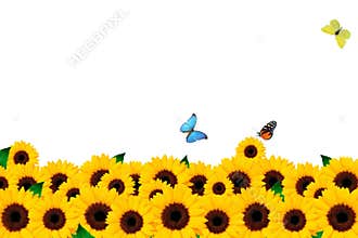 Sunflower and butterfly