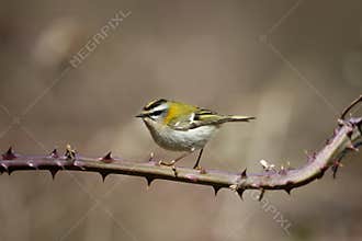 Firecrest, Regulus ignicapillus