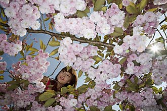 Woman In A Blossoming Cherry Tree