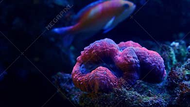 lobed brain coral polyp closed in stress, fish figure move in strong laminar flow, live rock ecosystem, fluorescent demanding pet