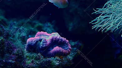 LPS lobed brain coral polyp head in stress, lyretail coralfish in laminar flow, live rock ecosystem, fluorescent demanding pet for