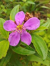 Radiant Melastoma Affine A Blend of Purple and Yellow