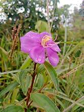 Flowers Melastoma affine, purple, yellow