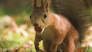 Close-up of a fluffy squirrel checking hazelnuts in the autumn forest while rotating its paws