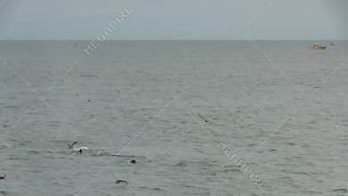 Humpback whale watching province-town p-town Cape Cod Massachusetts