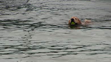 Golden retriever returns tennis ball from water; 2
