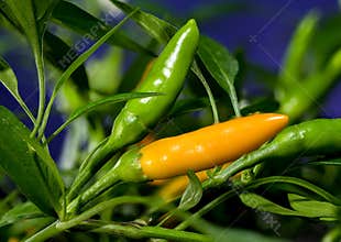 Golden Cayenne Pepper on a green background