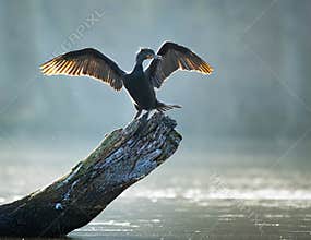 A Double-Crested Cormorant Sunning Itself On A Log In The River